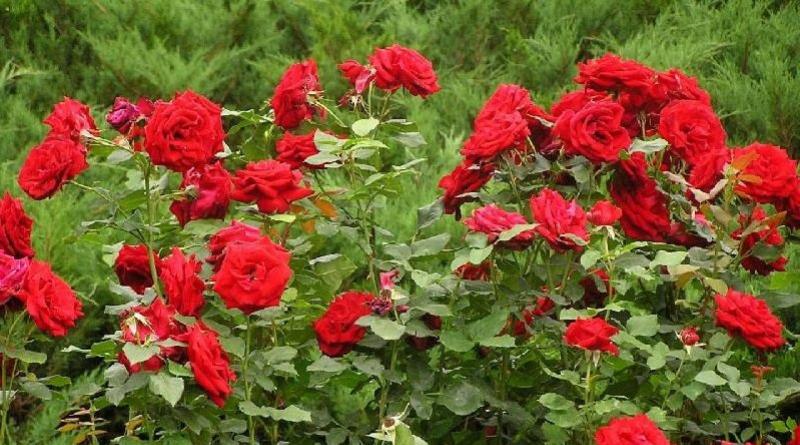 Autumn fertilizer for roses: when and how to apply